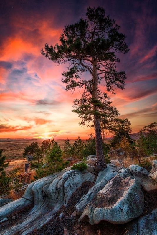Карагай фото превью
