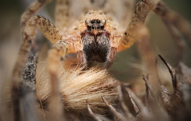 spider macro nature predator zoropsis eyes Revenant фото превью
