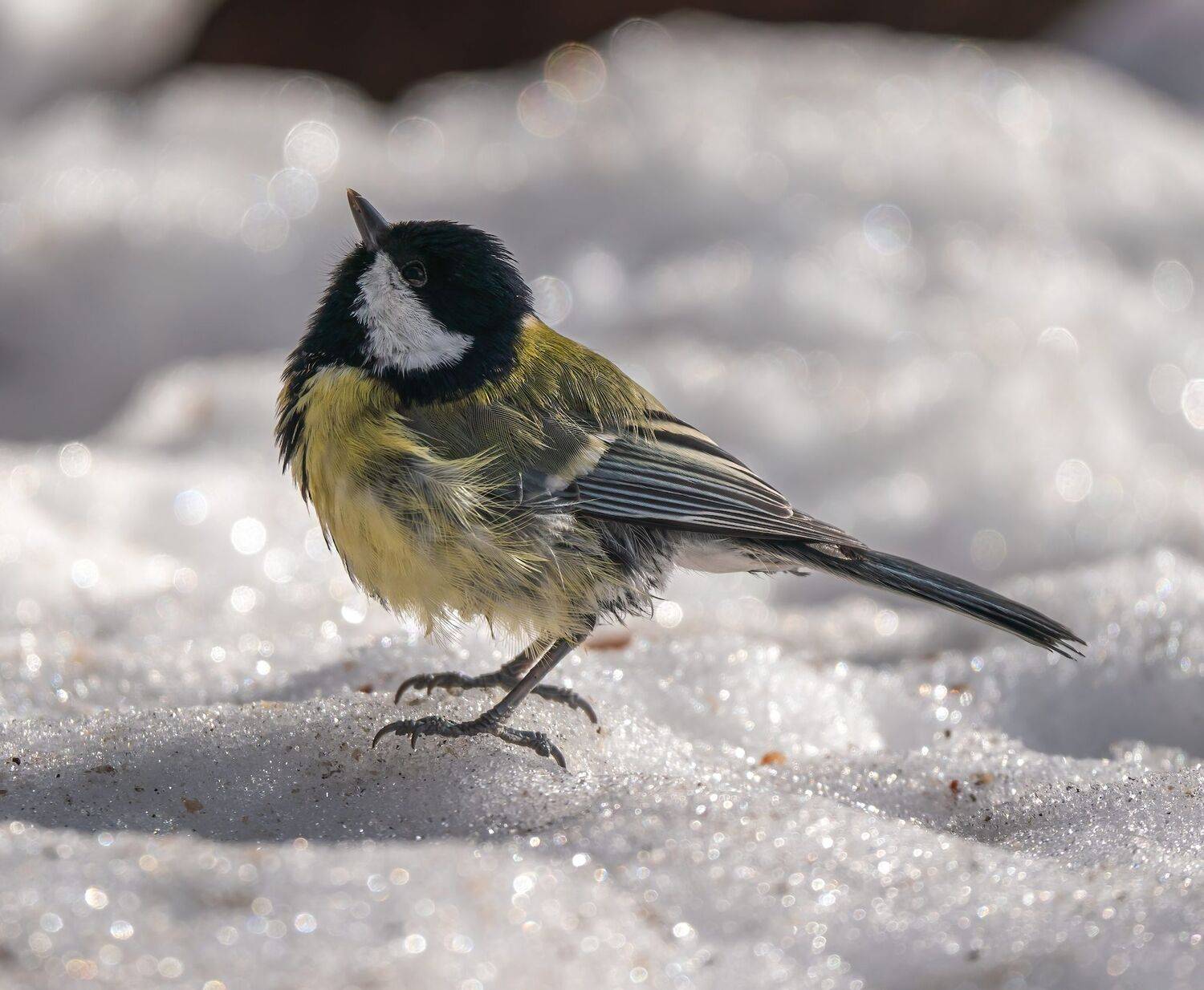 , Константин Дэм