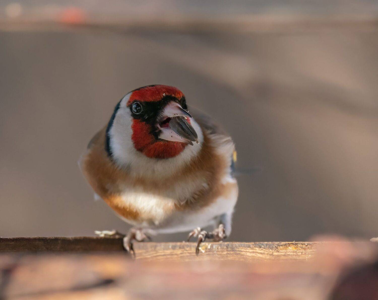 , Константин Дэм
