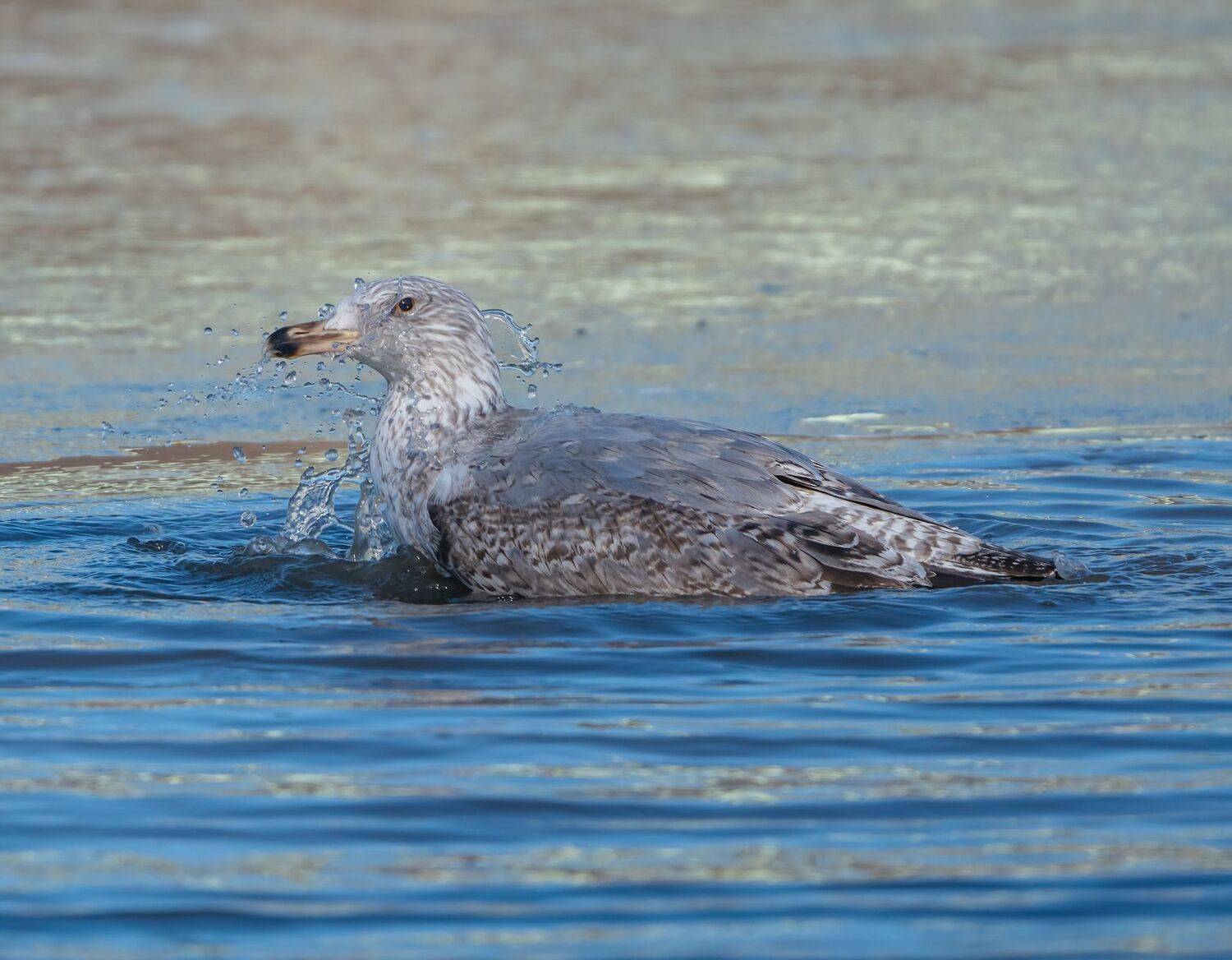 , Константин Дэм