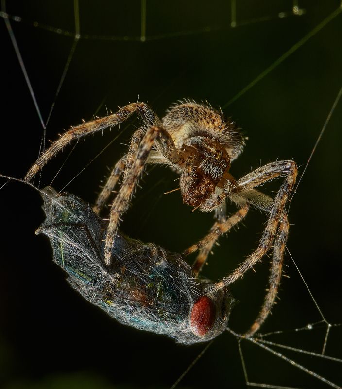 Ночная охота, или альтернативная история про Муху-цокотуху фото превью