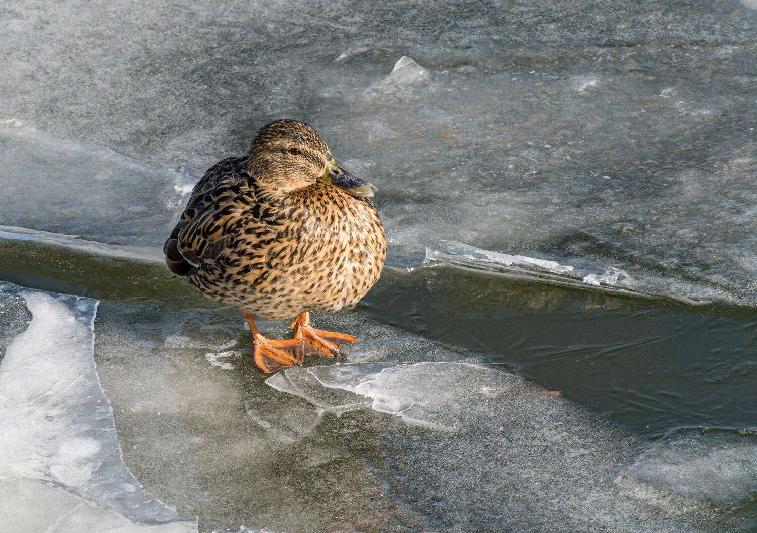 , Курлянцев Алексей
