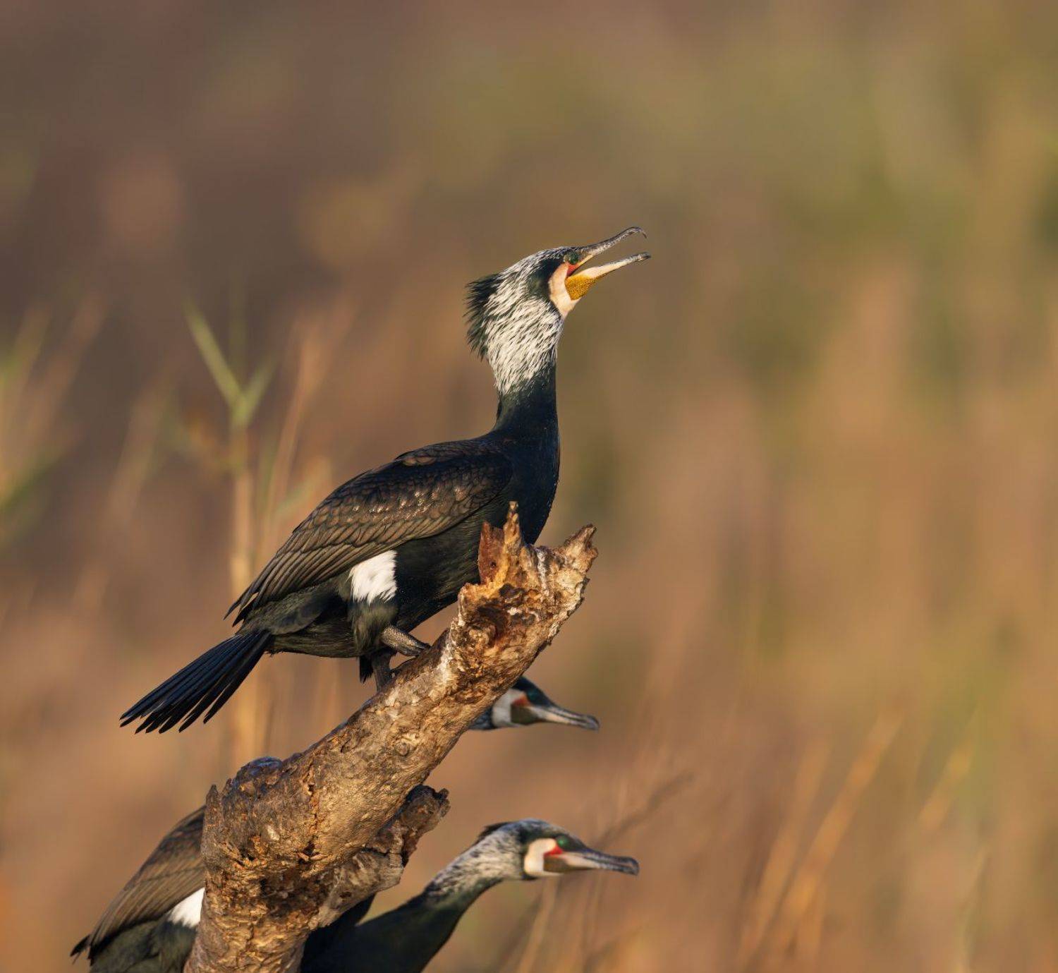 , Евгений Фруман