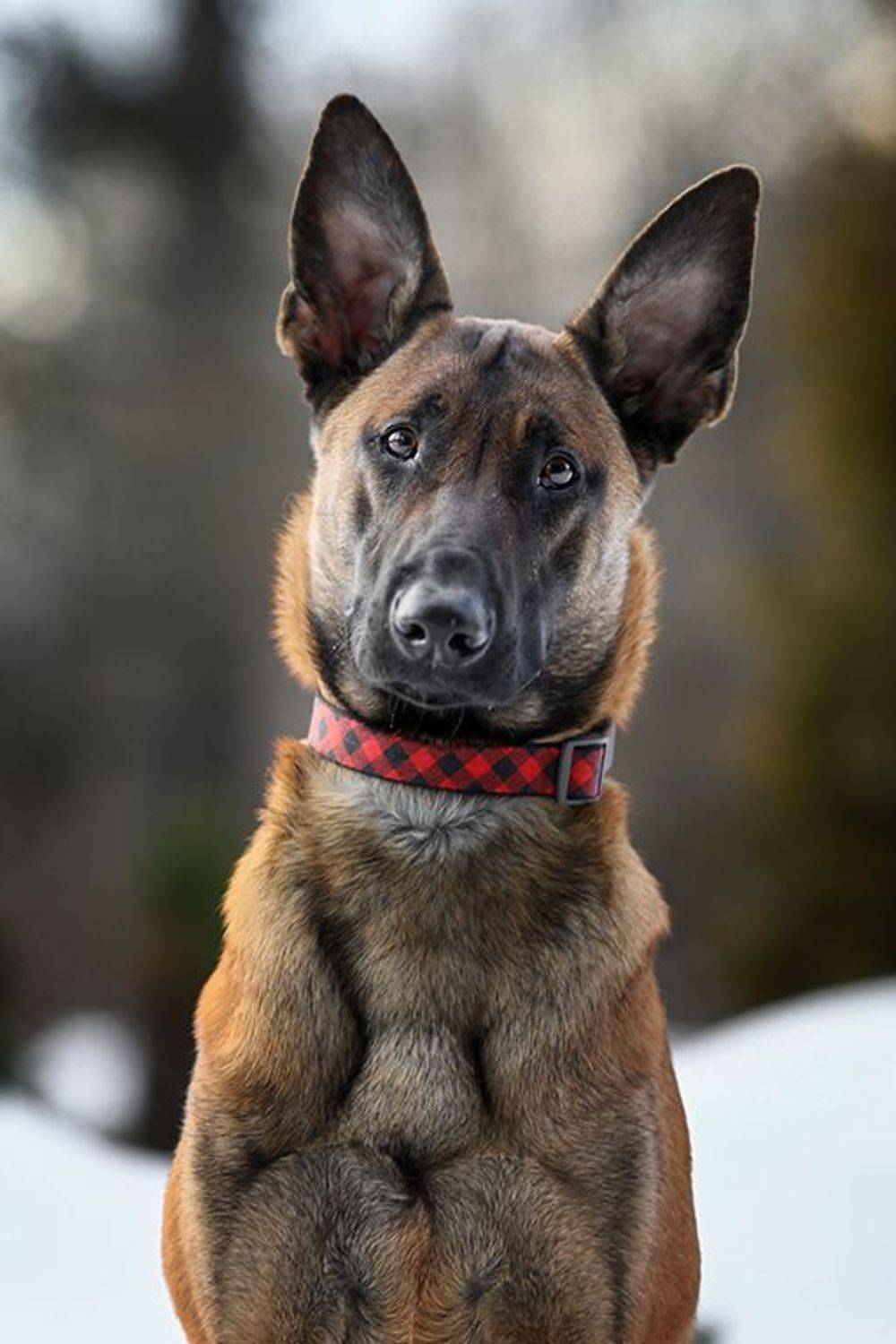 , Андрей Ершов