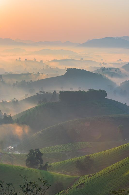 Dawn of Long Coc tea hill фото превью