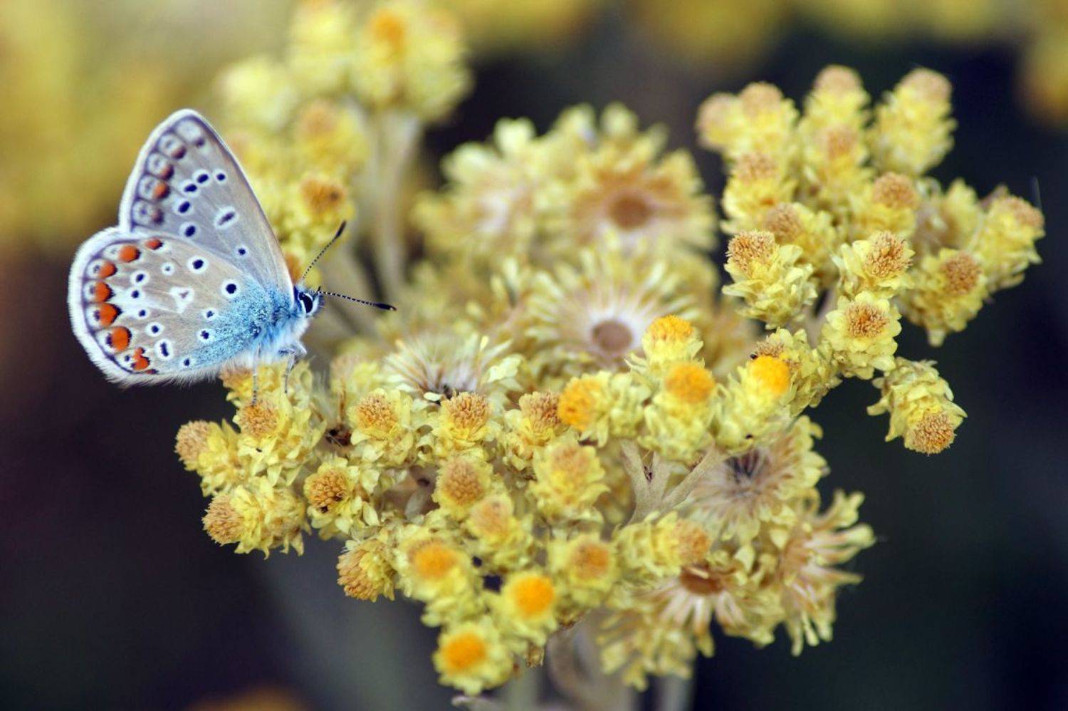 , Чепленко Алексей