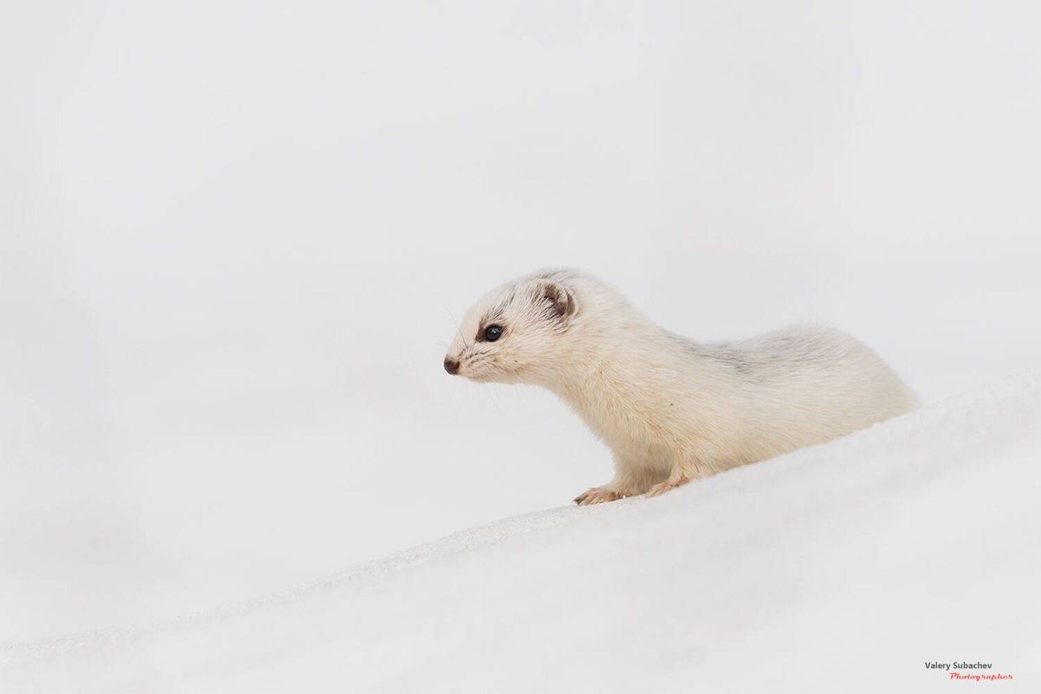 , Валерий Субачев
