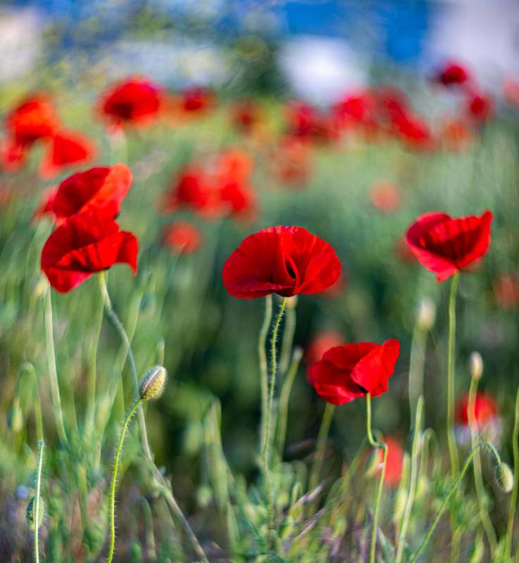 фото превью