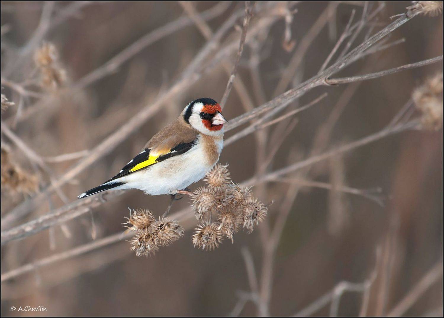 птица,щегол,среди,репья, Александр Чувилин