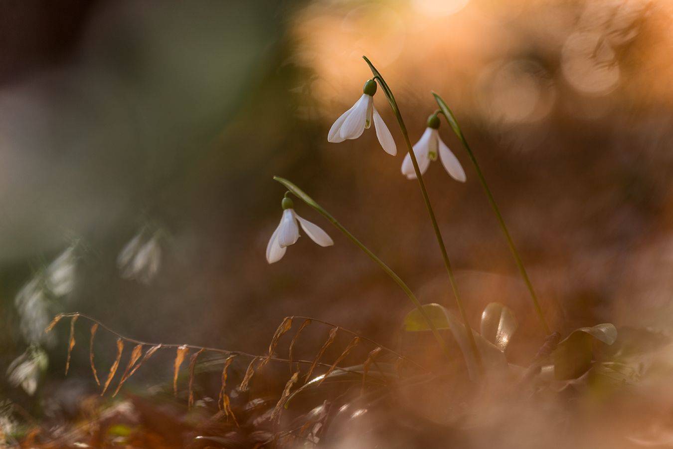, Илья Михеев