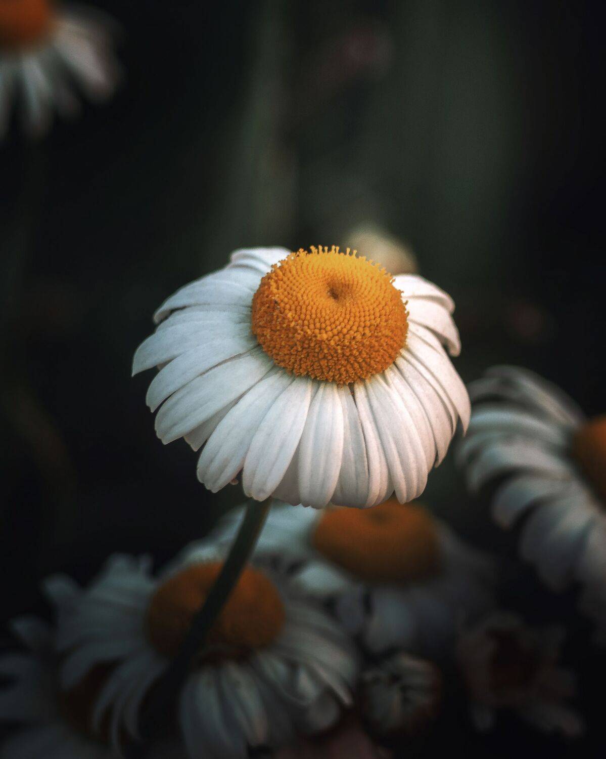 , Мозжухин Максим