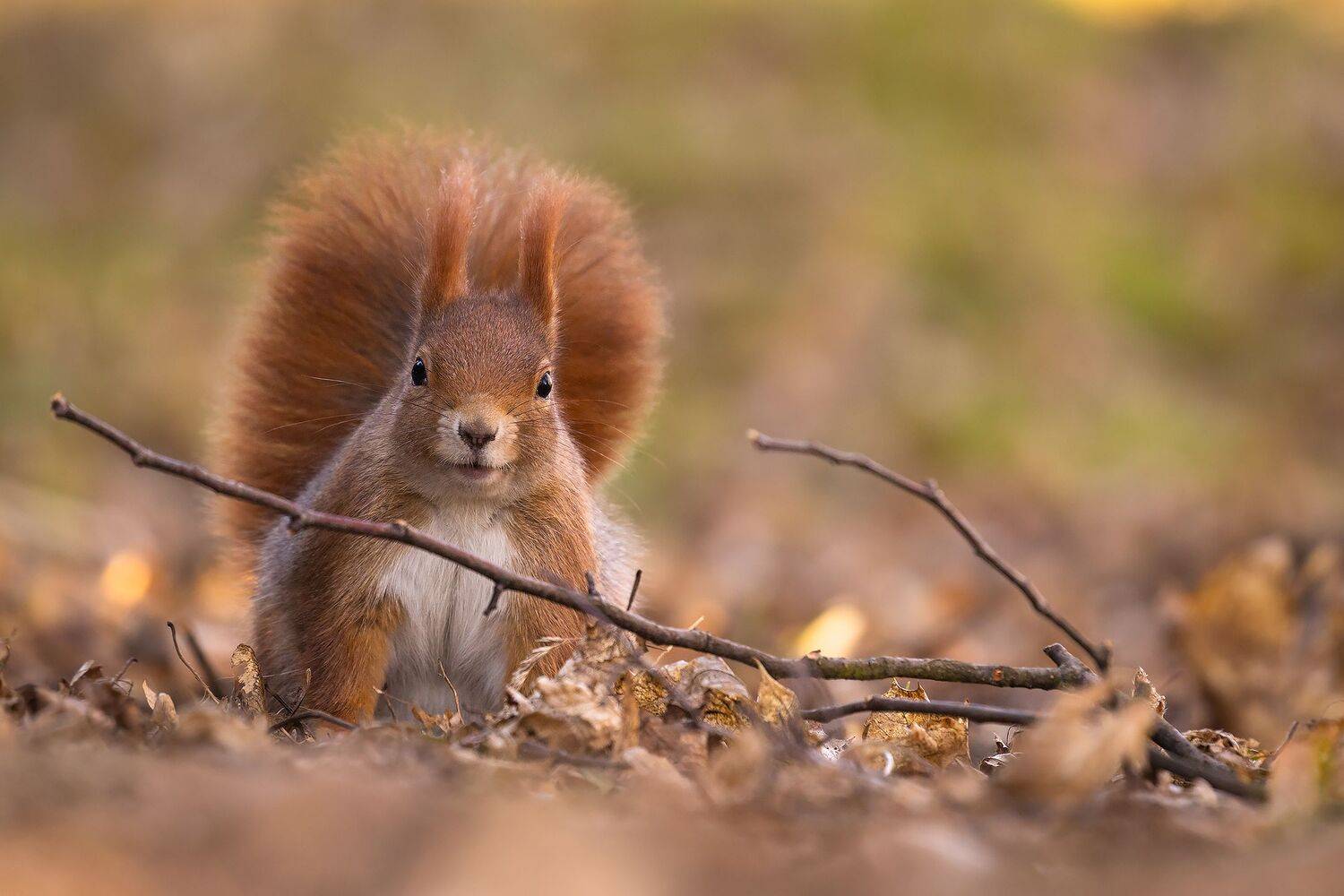 Squirrel. Автор: Robert Adamec , Robert Adamec