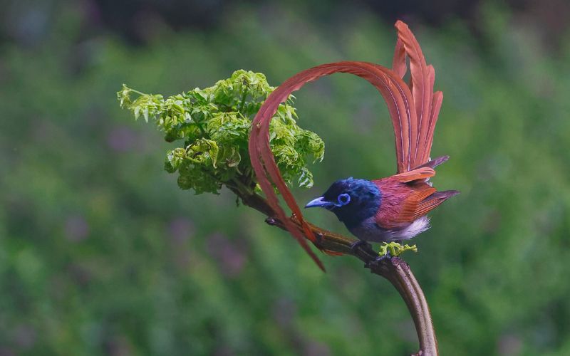 中国寿带鸟（学名：Terpsiphone incei） фото превью