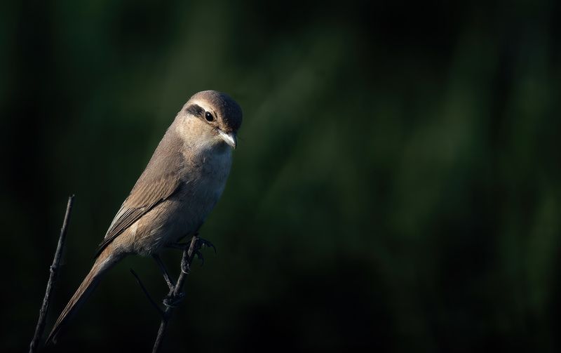 Isabelline Shrike in sombre mood фото превью