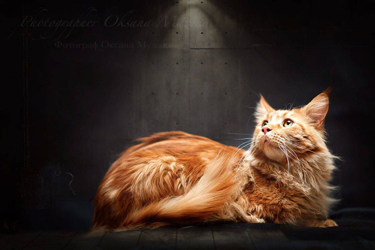 кот, Оксана Музыка