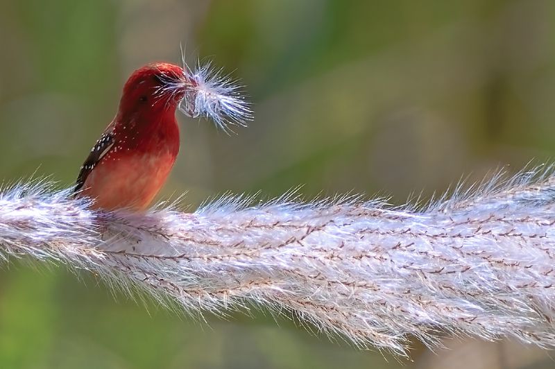 红梅花雀（Amandava amandava） фото превью