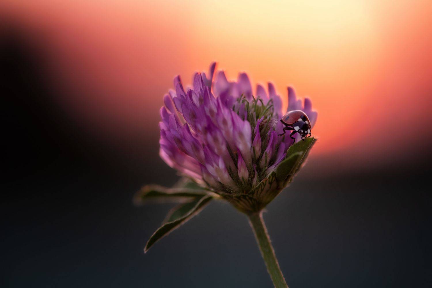 , Анастасия Думинская