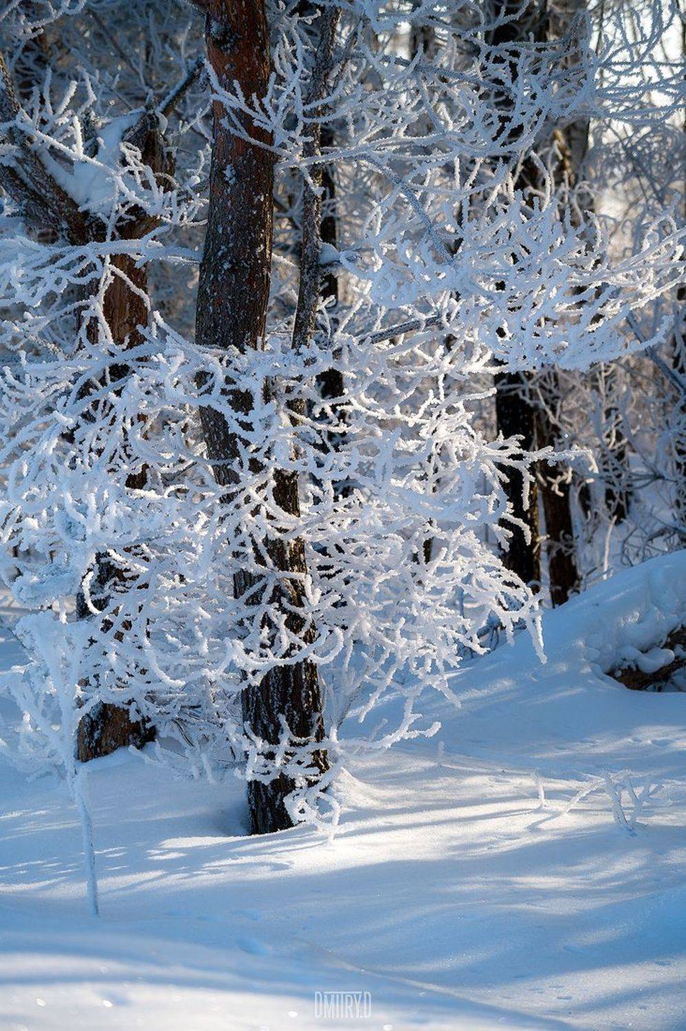 иней, зима, снег, лес,, Дмитрий Доронин