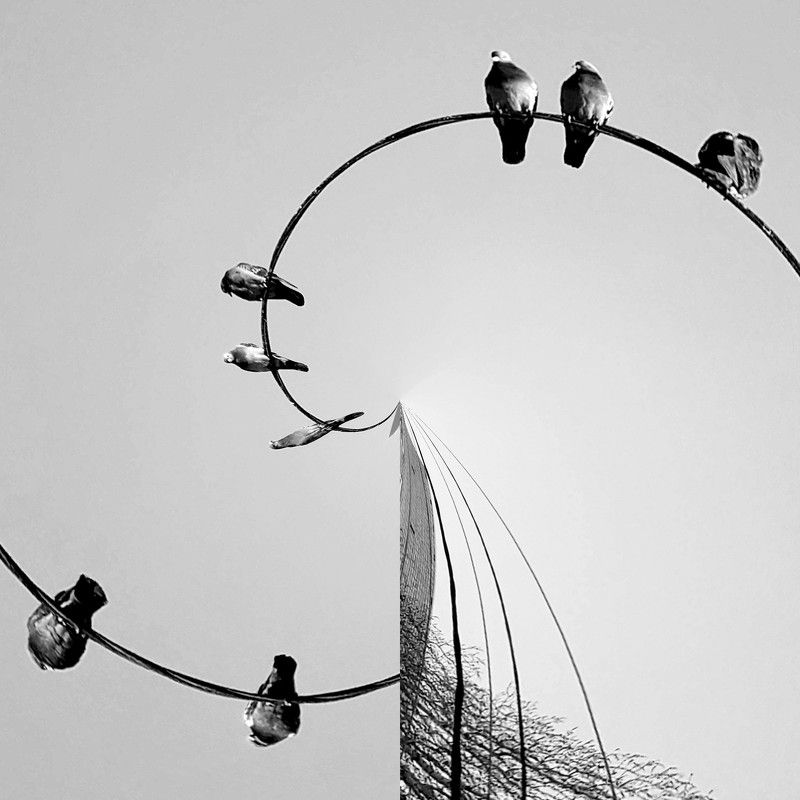 birds, abstract, abstraction, b&w, good in the sun, birds in the sun, птицы на солнце, абстракция, арт, art, ч/б  фото превью