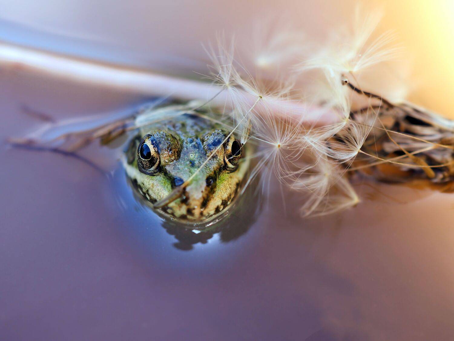 лягушка макро лето отдых ванная, Сергей Калёв