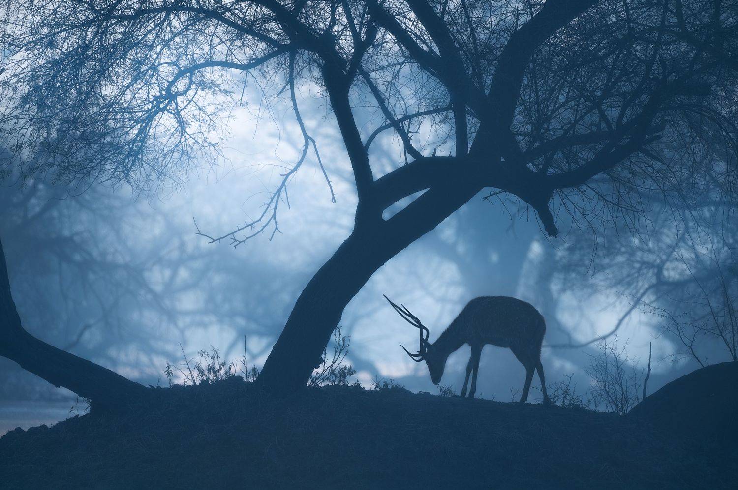 mood, morning, misty, nature, animal, deer, Jayanta Guha