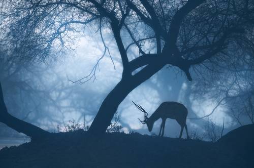 Misty Morning