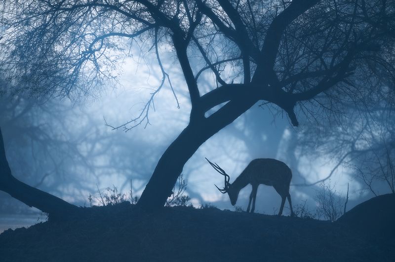 mood, morning, misty, nature, animal, deer Misty Morning фото превью