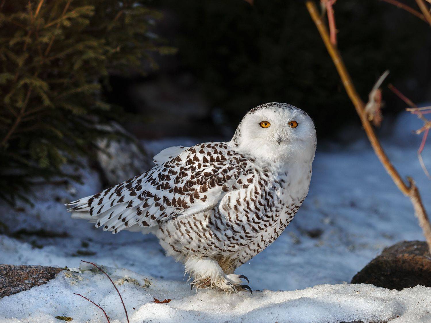 полярная сова, Олег Богданов