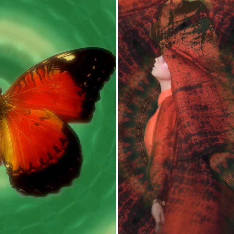 Butterfly  фото превью