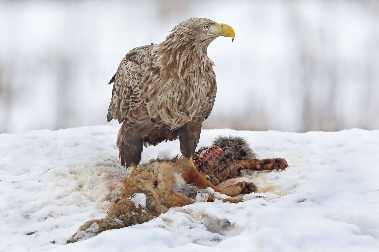 белохвостый орлан., Александр Гусар