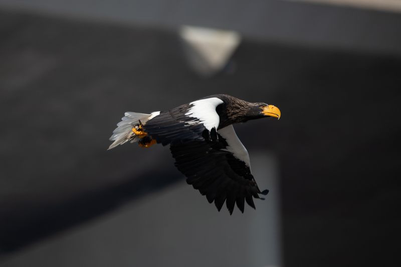 Полет фото превью