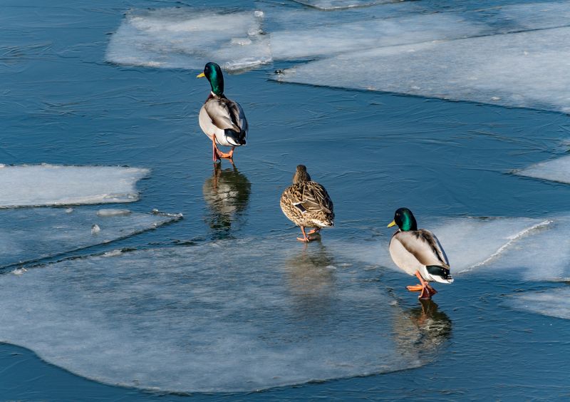 Этюды из прогулки по набережной фото превью