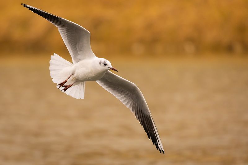 Gull фото превью