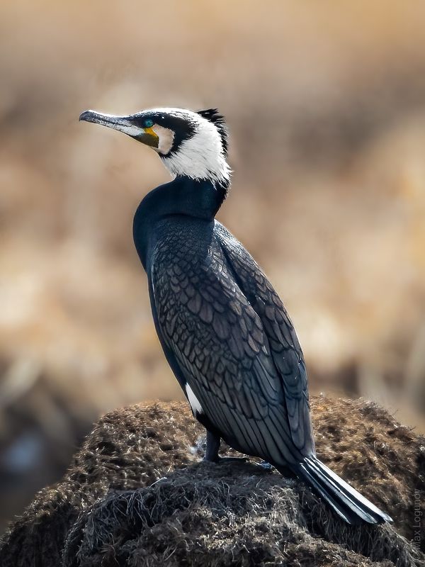 Баклан в брачном наряде фото превью