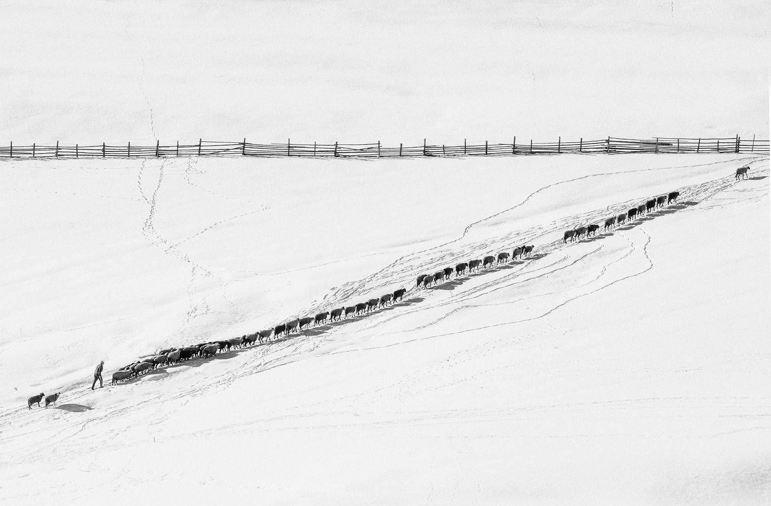  horses winter black and white tree snow running , Petya Lazarova