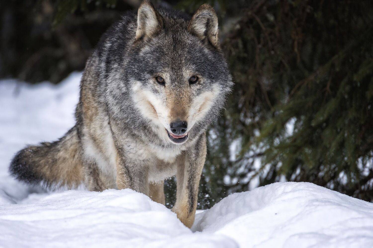 волк,фотоохота., Анатолий Салтыков