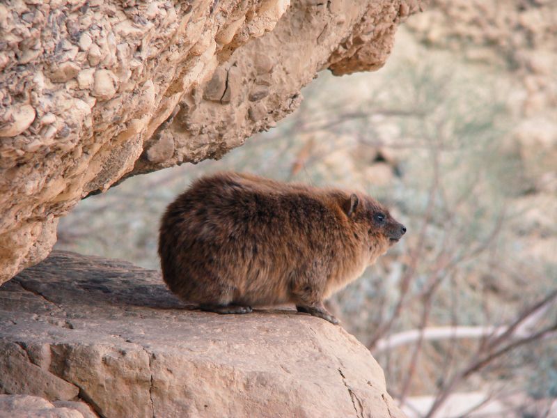 Даманы фото превью