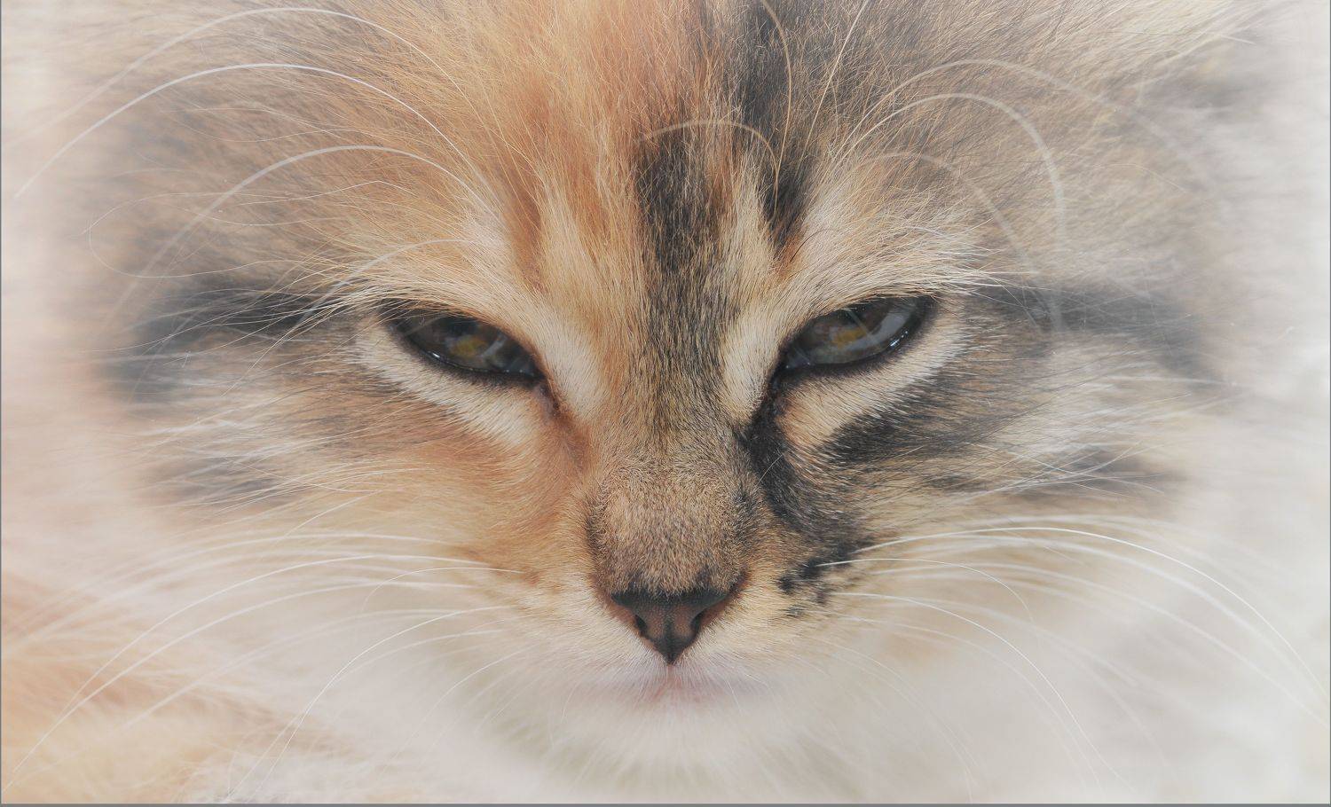 , Владимир Краснов