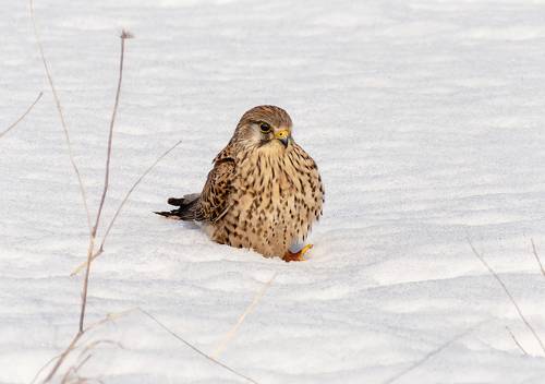 Пустельга (самка).