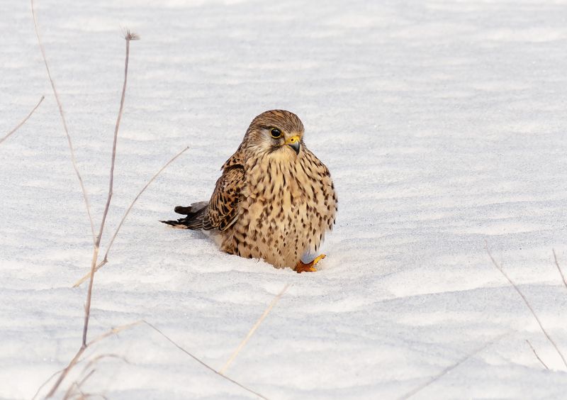 птица, пустельга, самка, хищник, весна, Пустельга (самка). фото превью