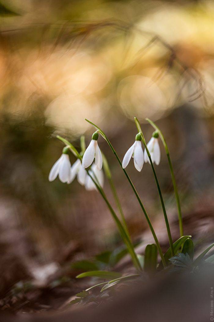 , Илья Михеев