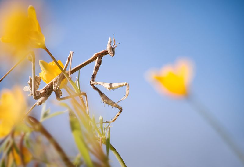 macro insect mantis nature empusa flowers Threat from above фото превью
