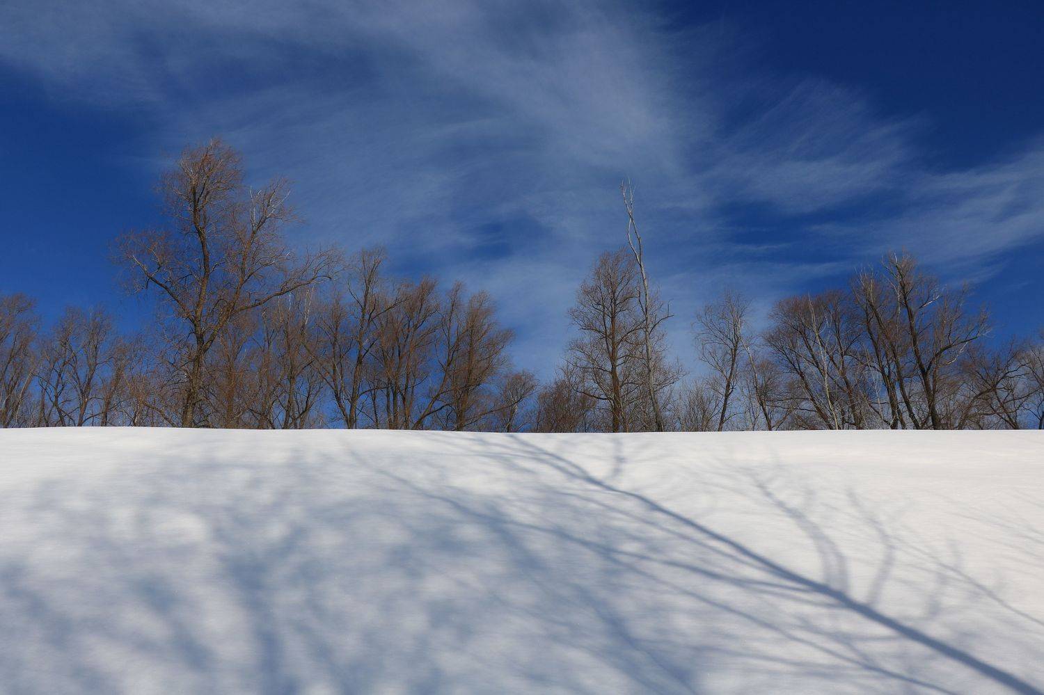 природа,пейзаж,деревья,снег,тень, Козлова Галина