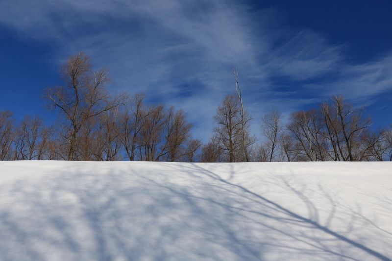 природа,пейзаж,деревья,снег,тень Тени и облака ранней весной фото превью