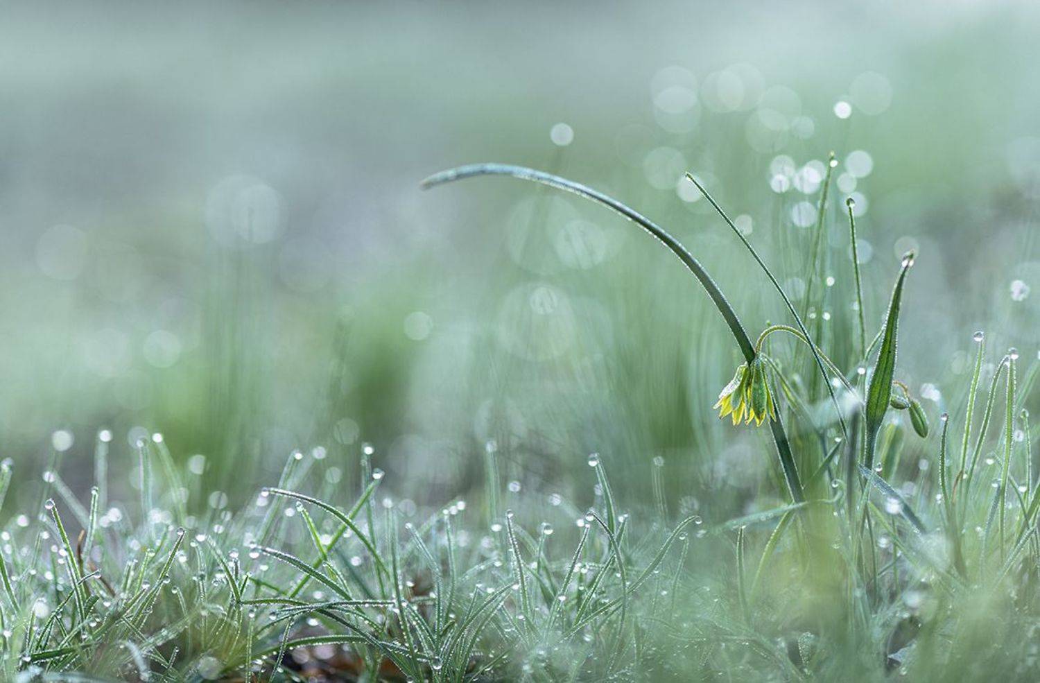 гусиный лук, первоцвет, роса, свет, цвет, воронеж, геннадий мещеряков, позитив, весна, апрель, Мещеряков Геннадий
