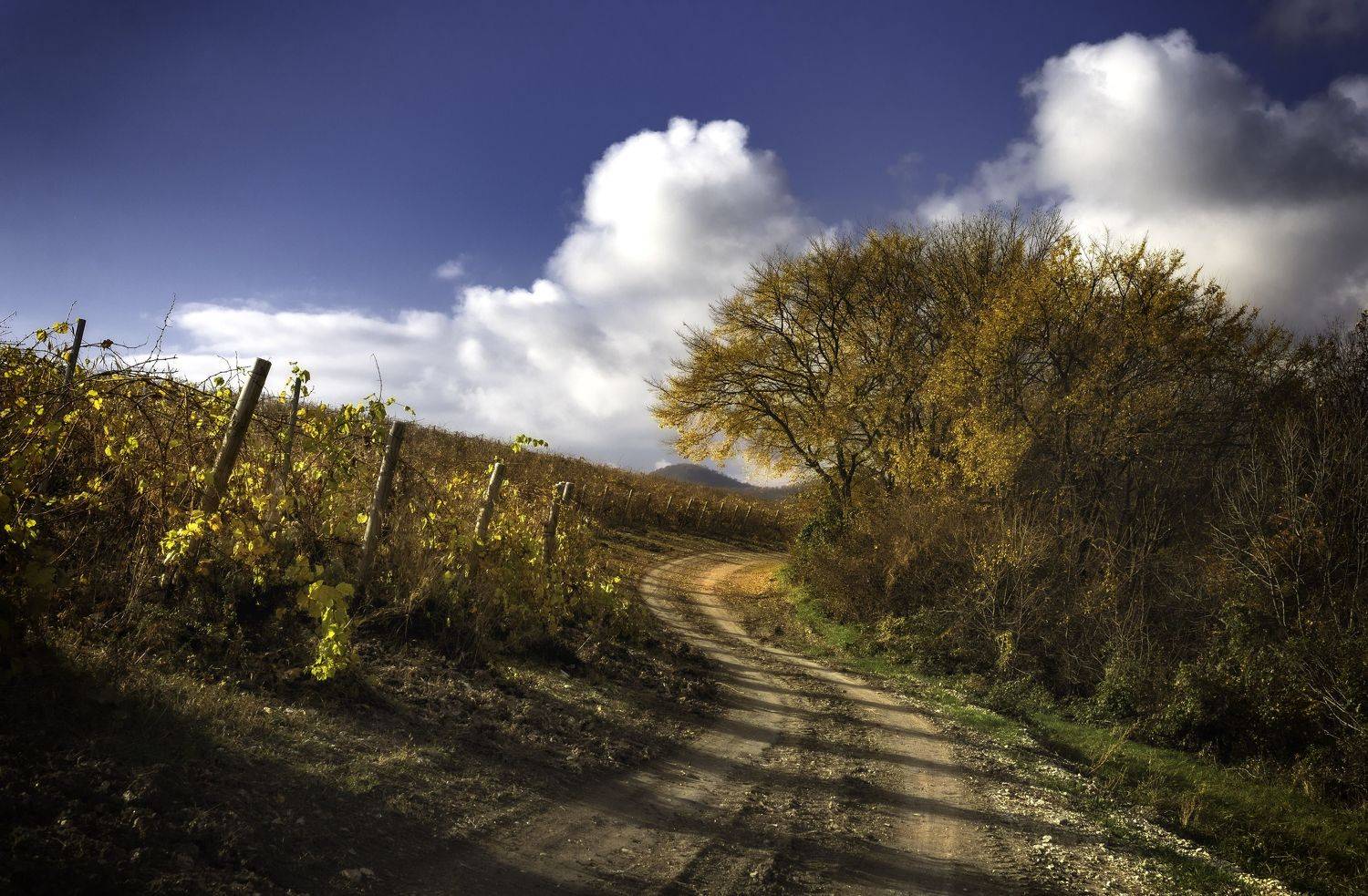 , Могилевич Elena