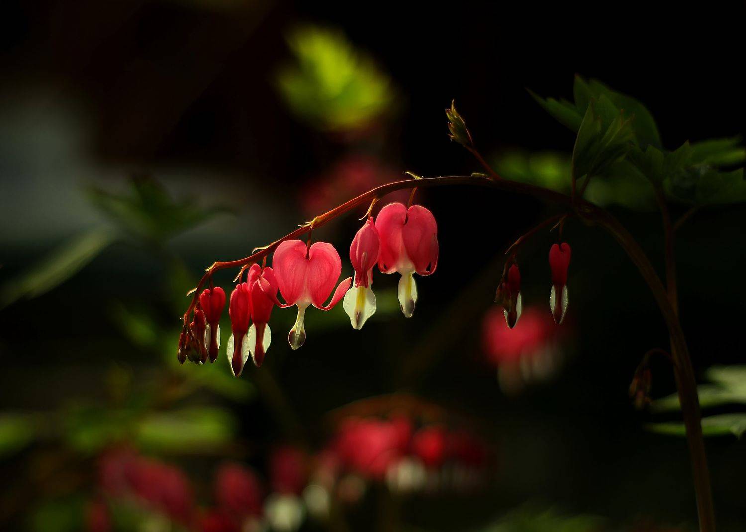 , Лайко Марина