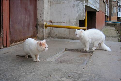 А ты кто такой?!!