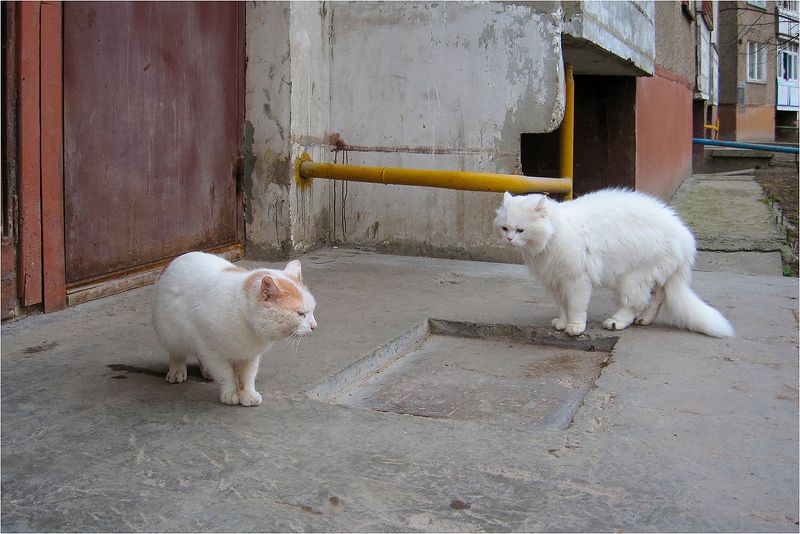 А ты кто такой?!! фото превью